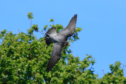 peregrine falcon in flight. Peregrine Falcon in flight (5)