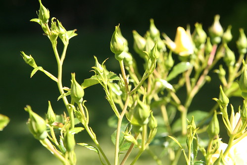 Yellow Rose Buds