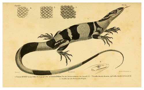 003-Erpétologie générale ou Histoire naturelle complète des reptiles 1834