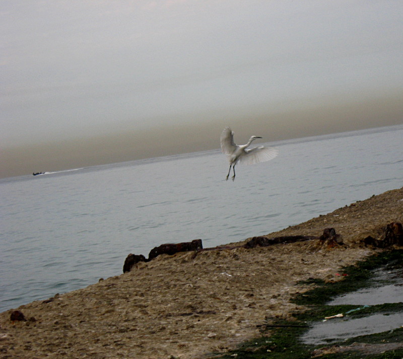 19-1-2009-egret-against-halo-sea2