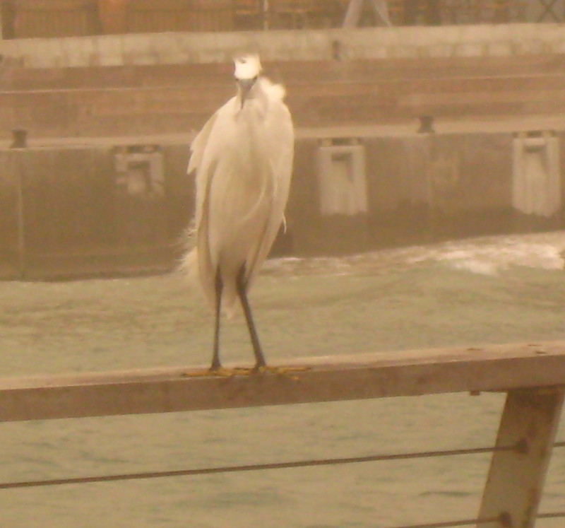 24-1-2009-fog-ruffled-up-egret