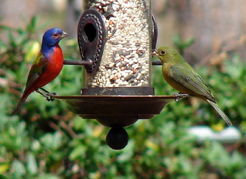 Mr. and Mrs. Painted Bunting