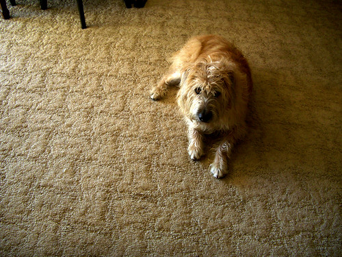 Henry on carpet