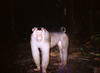 Pig-tailed macaque di WWF International