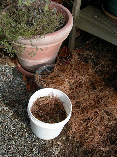 Pine needles for blueberry mulch by greenwalksblog (on flickr)