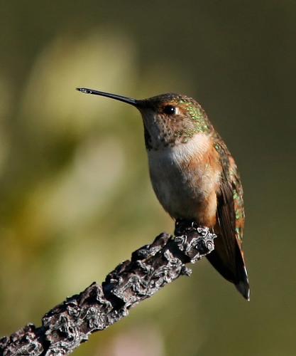 Rufous hummingbird (female)
