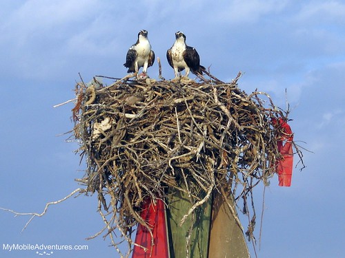 IMG_5602-Rookery-Bay-Osprey-nest