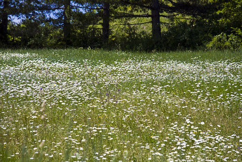 Daisy meadow #1