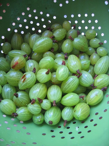 Gooseberries from the Allotment