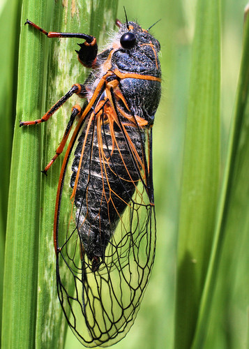 Circada / June Bug