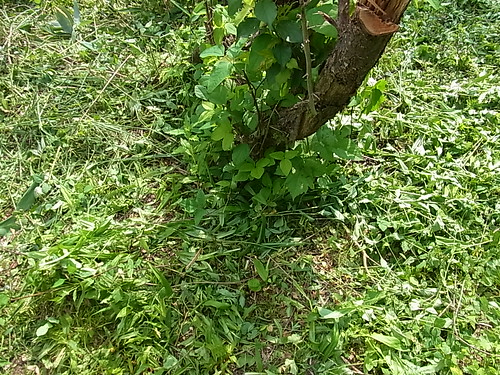 梅の木にリュウノヒゲ Before 2