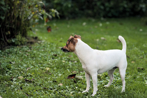 Jack Russell Terrier - figa