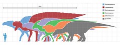 Largest ornithopods