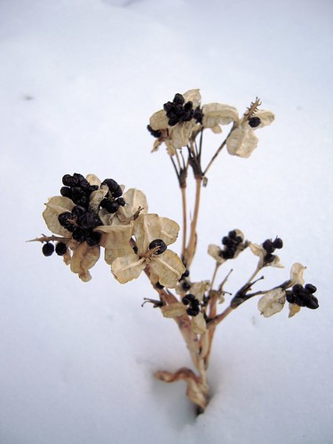 Blackberry Lily in winter