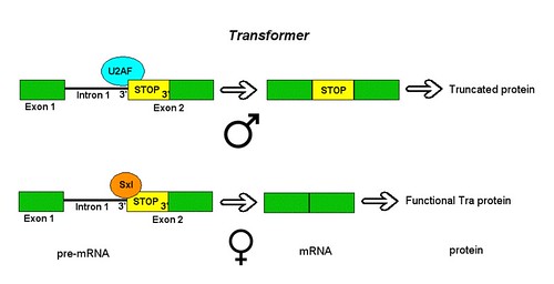 Alternative Splicing of Drosophila Tra