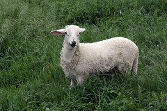 Young lamb grazing