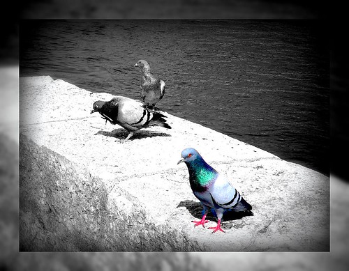 Pigeons in Solothurn, River Aare