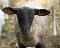 crossbred lamb