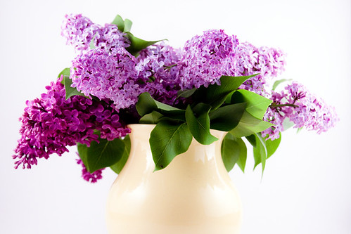 Lustrous Lilacs