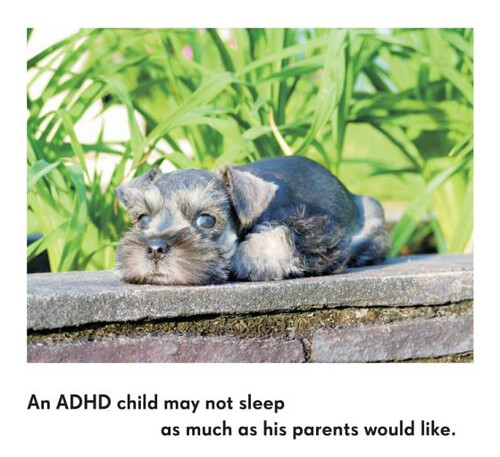 all dogs have ADHD | Bookwitch