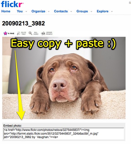 Copy and Paste photo greasemonkey script by  you.