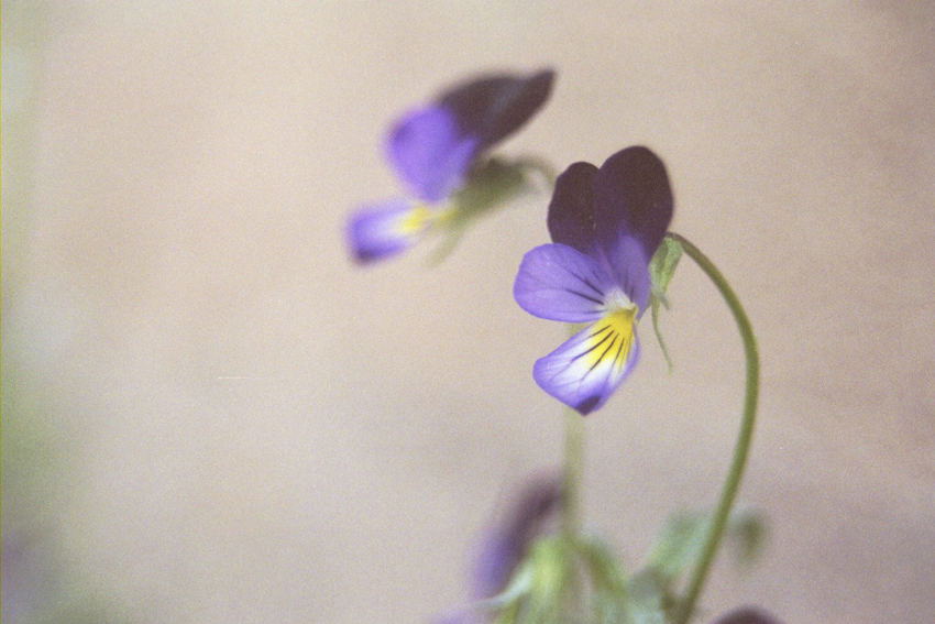 Mini Violets 5