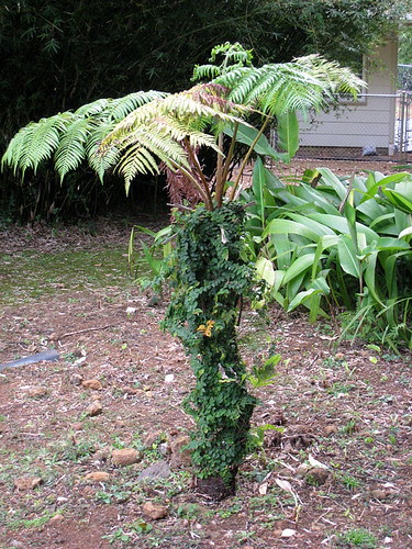 Exotic plants, Oahu