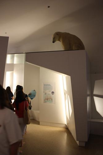 Polar Bear lingering at the National Museum of Natural History