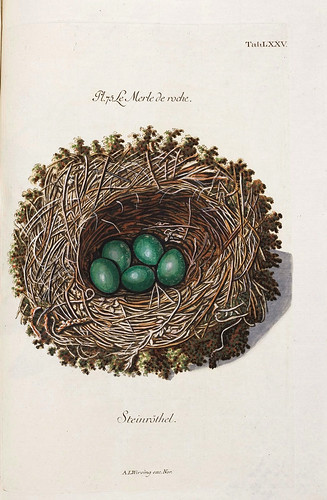 011-Nido del Mirlo de Roca-Colección de nidos de aves 1772
