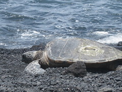Green turtle, Punalu'u Beach