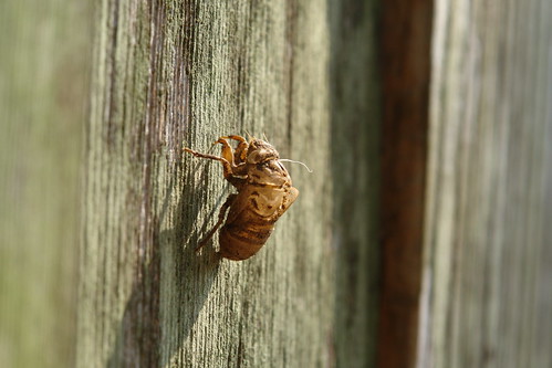 Cicada Skin On Our Fence