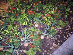 IMG_6382-EPCOT-Louisiana-potager-garden-vegetables