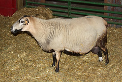 Pregnant ewe