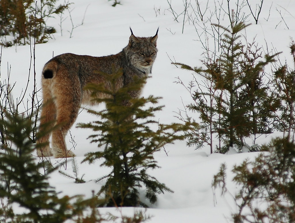 Canadian lynx.