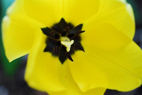 SS_Yellow_Tulip[2009]