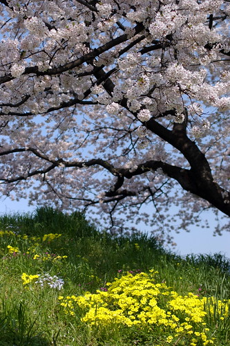 SAKURA (cherry-blossom)