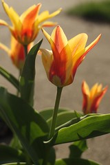 tulip 015