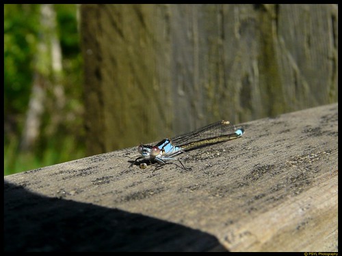 Dragonfly enjoying a meal