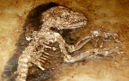 Ida fosil humano lémur