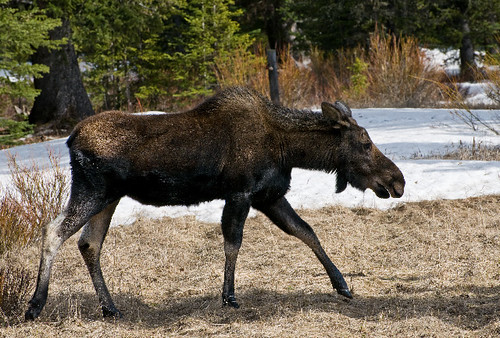 Silvergate Moose