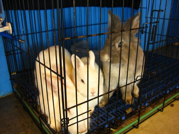 三隻可愛的兔兔