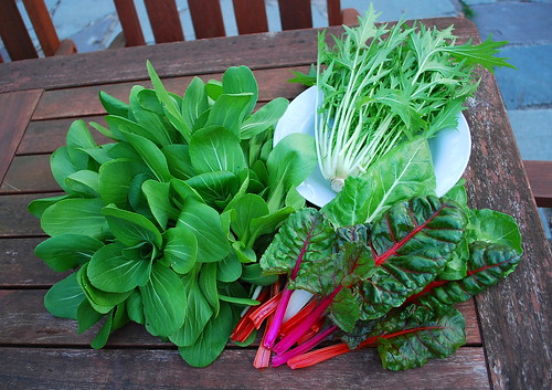 Asian Greens and Chard Harvest