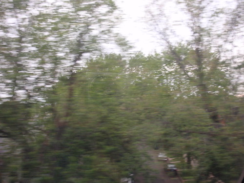 Trees Alongside the Train