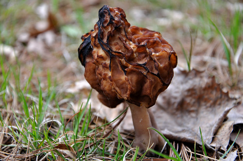Gyromitra, Helvella, and Related Species of the False Morels