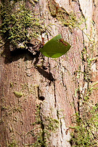 More Leaf Cutter Ants!