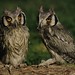 White-faced Owls