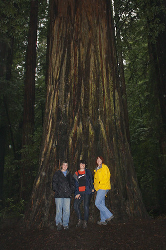 Big Redwood
