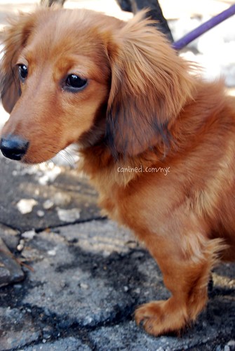 long haired dachshund photos. 4 month old red long haired