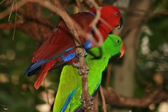 Bright Parrots