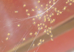 scattered spiderlings (flickr)
